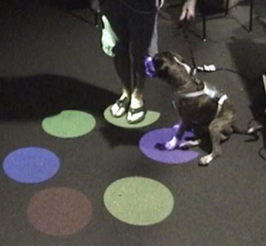 One of our participants plays the Twister game, with the owner on one circle and the canine calmly sitting, listening to their owners instruction.