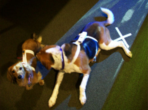 Participating canines are shown in their harnesses. On the left, the harness has a custom IR emitter for tracking and on the right, the harness holds a Wiimote.